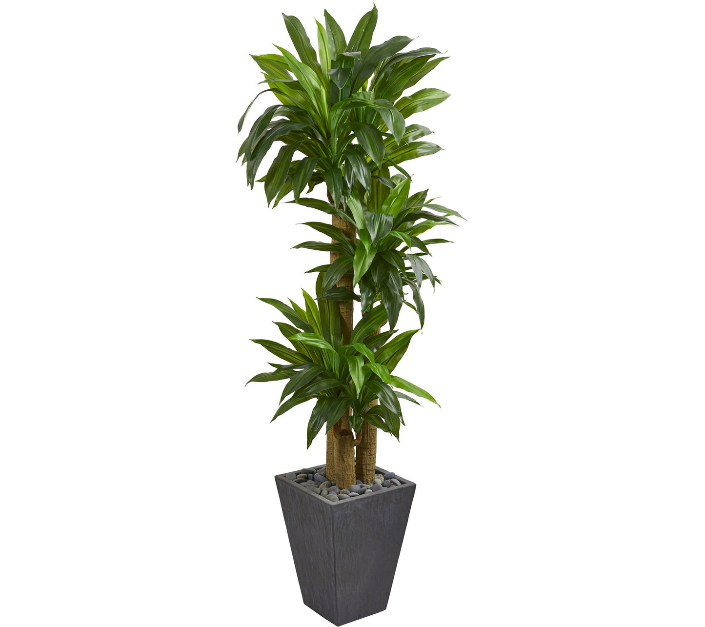 5'6" Cornstalk Dracaena in Gray Planter by Nearly Natural