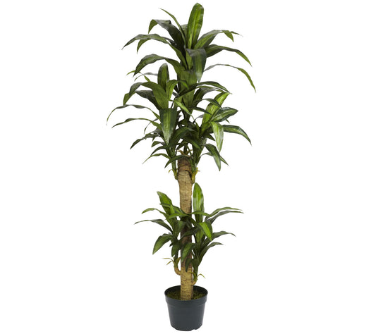 5' Yucca Silk Plant by Nearly Natural