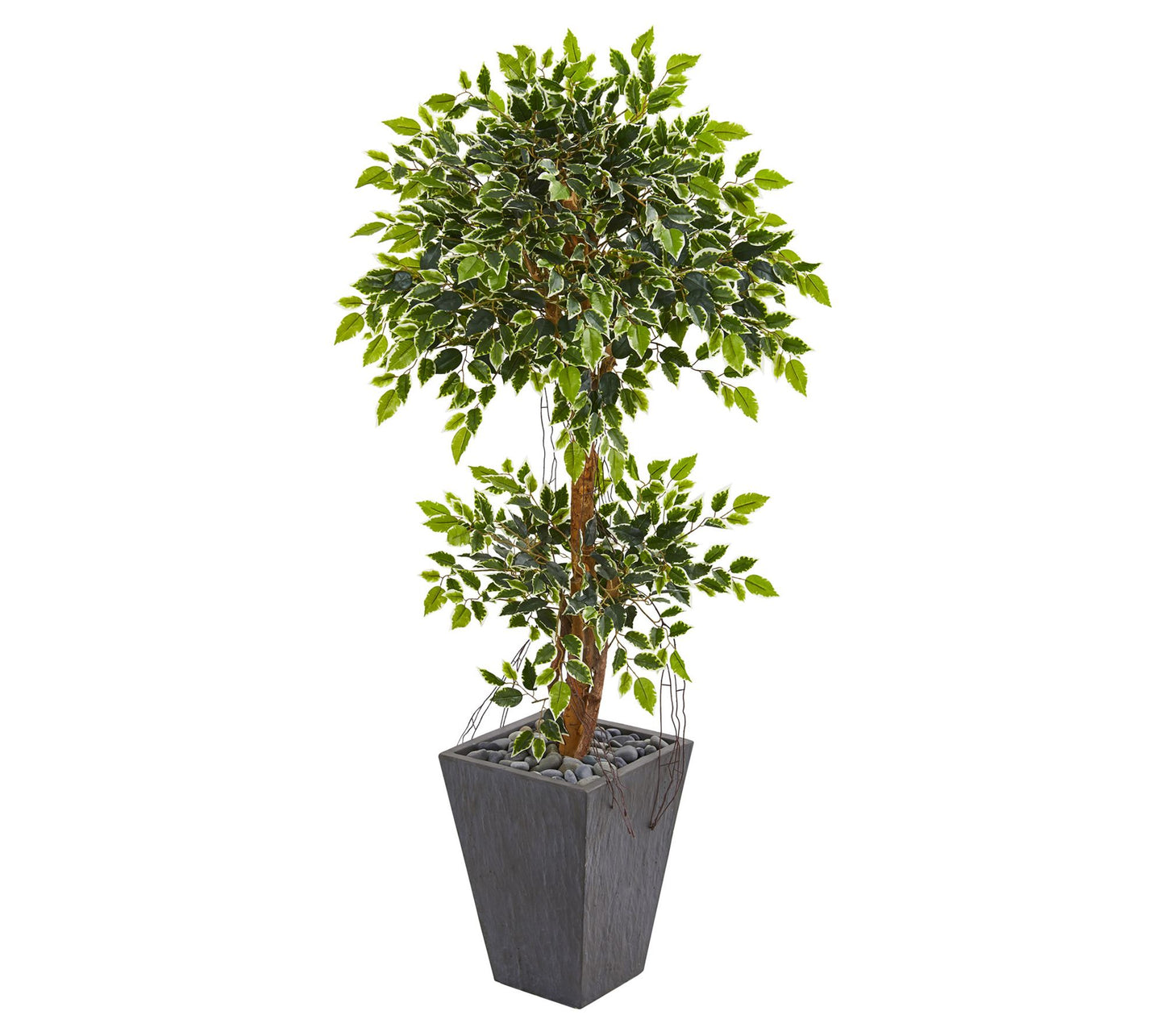 5' Variegated Ficus Artificial Tree in Slate Planter