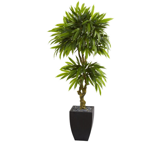 5.5' Mango Tree in Black Wash Planter by Nearly Natural
