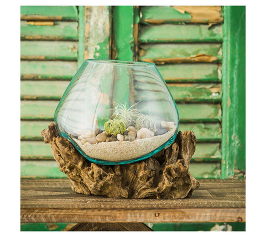 Evergreen Medium Glass Planter on Driftwood