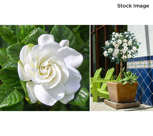 Cottage Farms 1-Piece Braided Gardenia Tree Live Plant